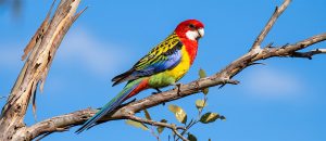 eastern rosella
