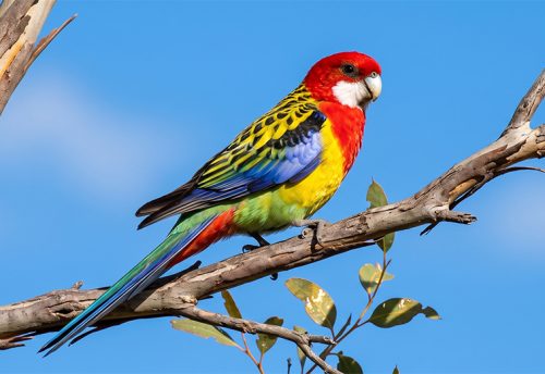 eastern rosella