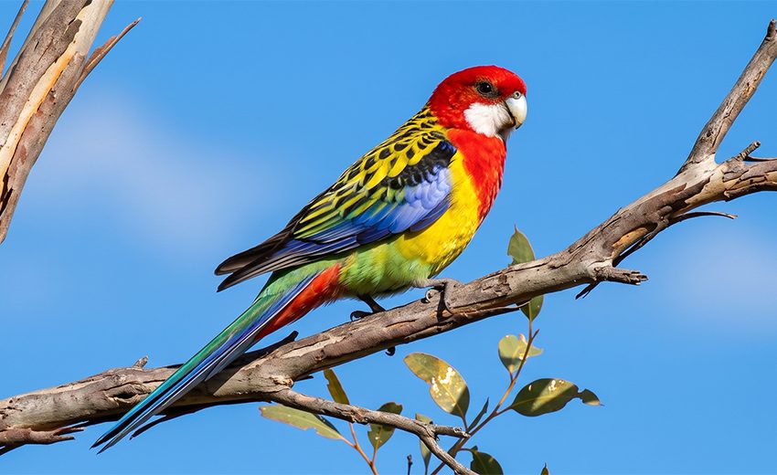 eastern rosella