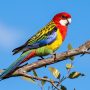 eastern rosella