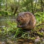 European water vole