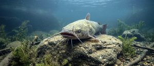 flathead catfish