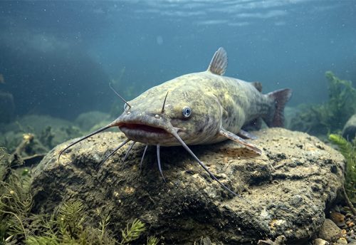 flathead catfish