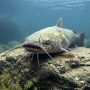 flathead catfish