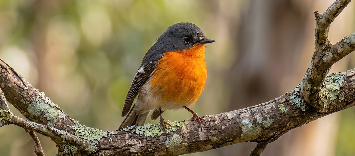 flame robin