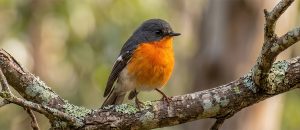 flame robin