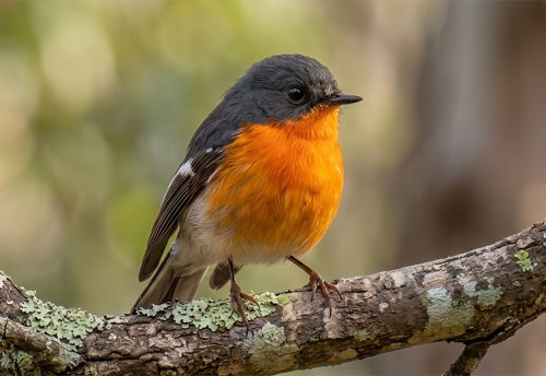 flame robin