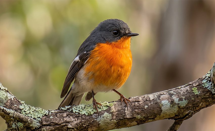 flame robin