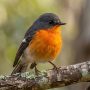 flame robin