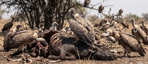 Indian vulture