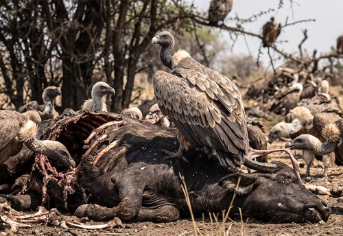 Indian vulture