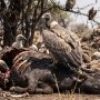 Indian vulture