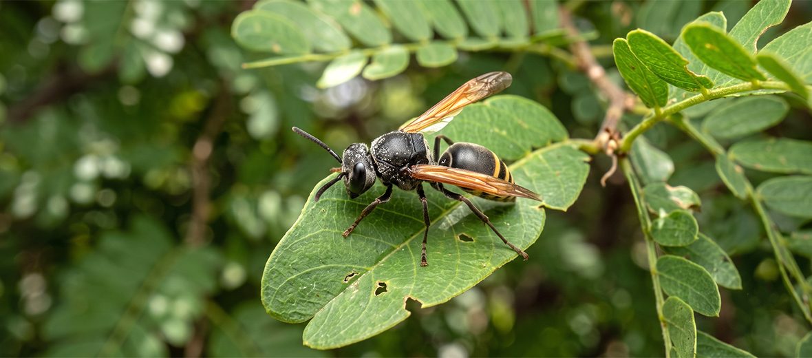 Mexican honey wasp