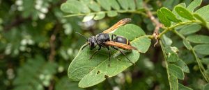 Mexican honey wasp