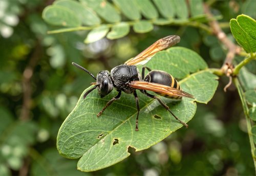 Mexican honey wasp