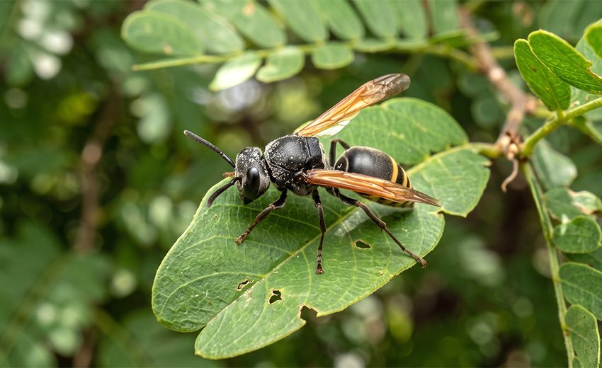Mexican honey wasp