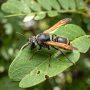 Mexican honey wasp