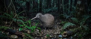 Ōkārito kiwi