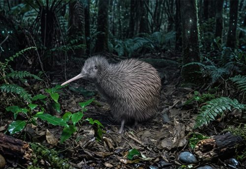 Ōkārito kiwi