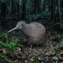 Ōkārito kiwi