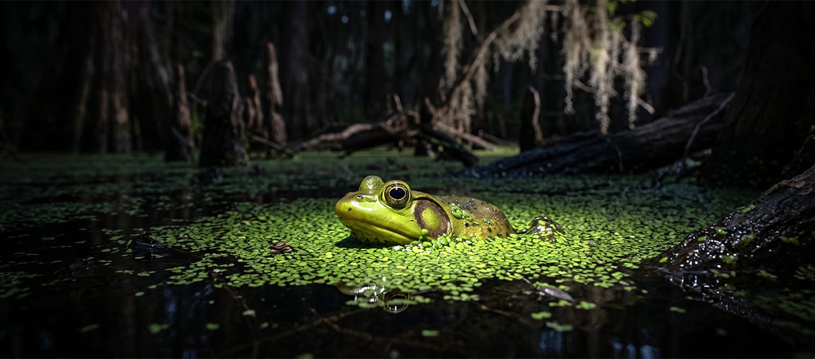 pig frog