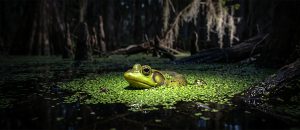 pig frog