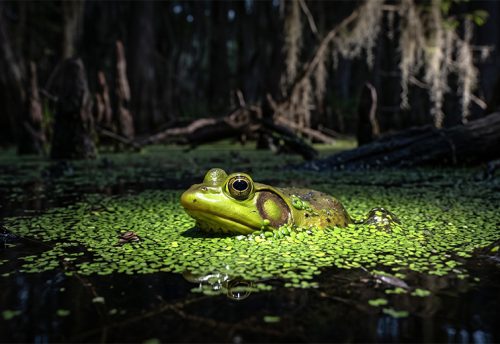 pig frog