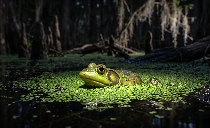 pig frog