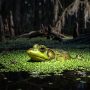 pig frog