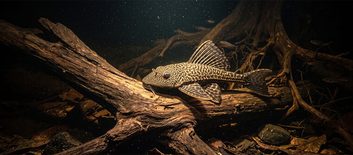 plecostomus