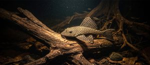plecostomus