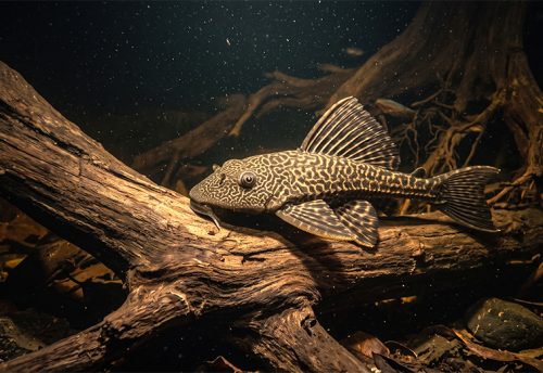 plecostomus