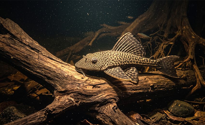 plecostomus