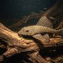 plecostomus