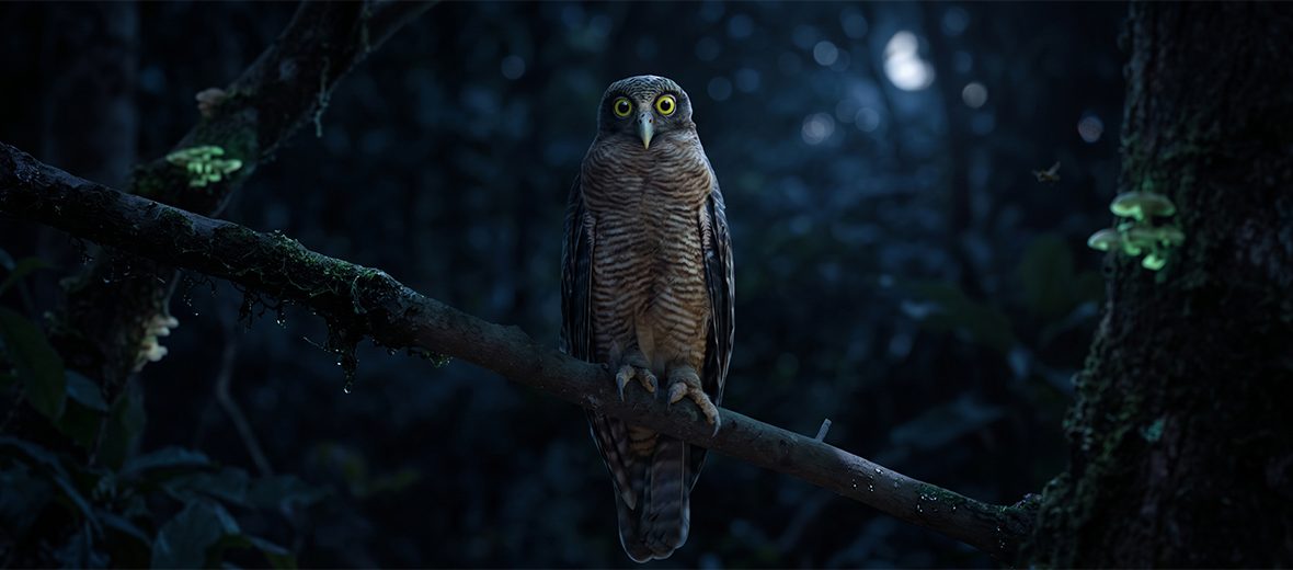 rufous owl