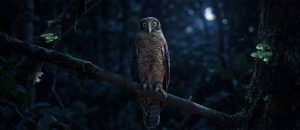 rufous owl