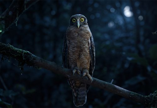 rufous owl
