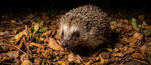 Southern African hedgehog