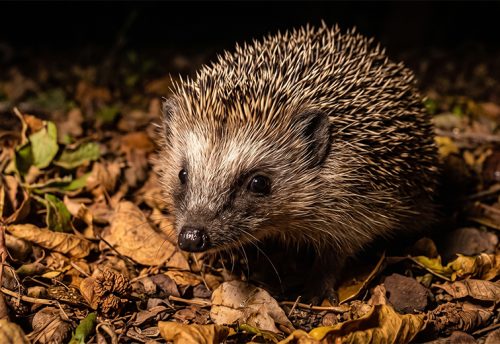 Southern African hedgehog