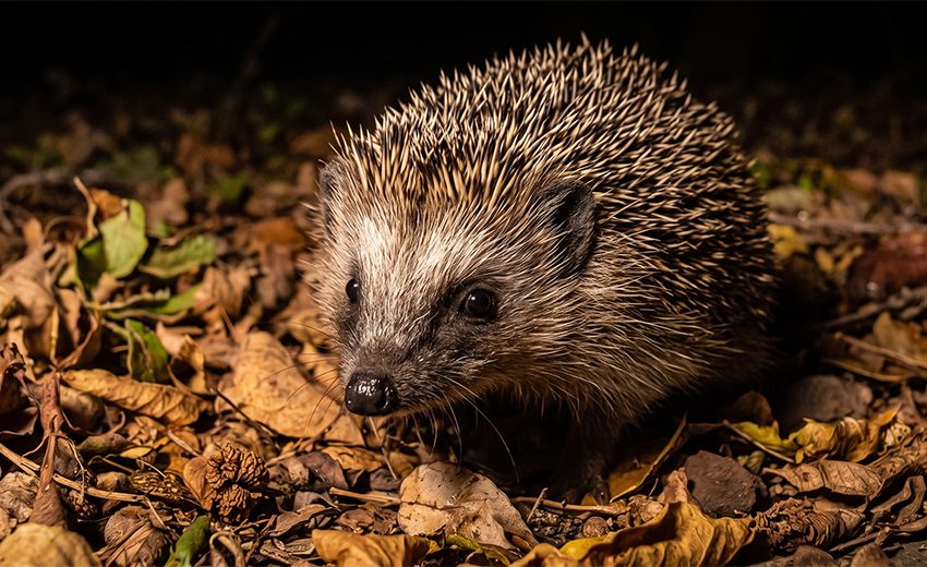 Southern African hedgehog