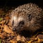 Southern African hedgehog