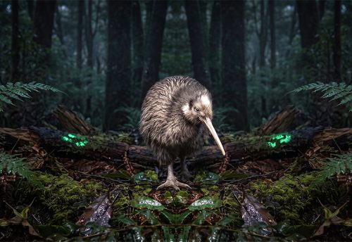southern brown kiwi