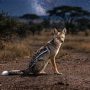 side-striped jackal