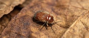 tobacco beetle