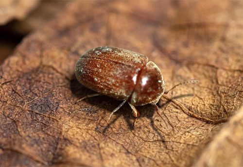 tobacco beetle