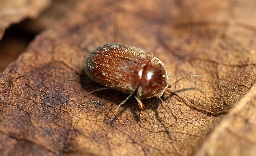 tobacco beetle