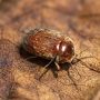 tobacco beetle