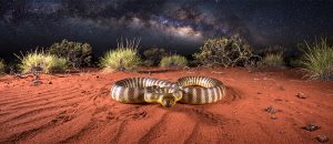woma python