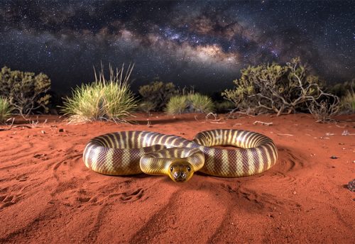 woma python