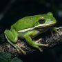American green tree frog